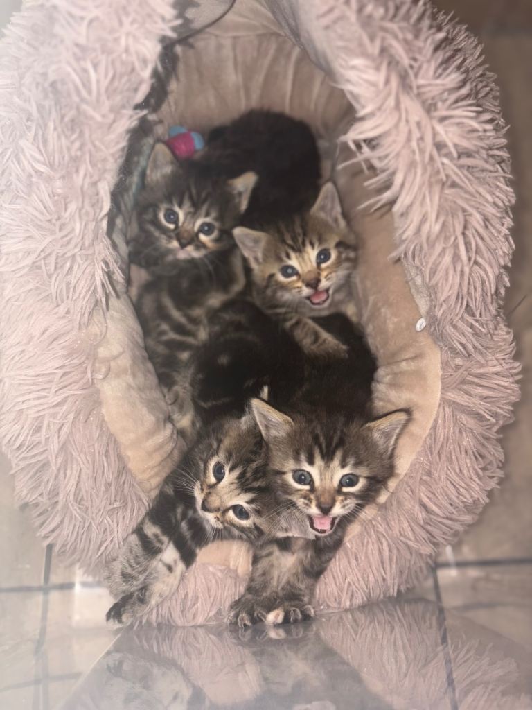 Kittens for sale 