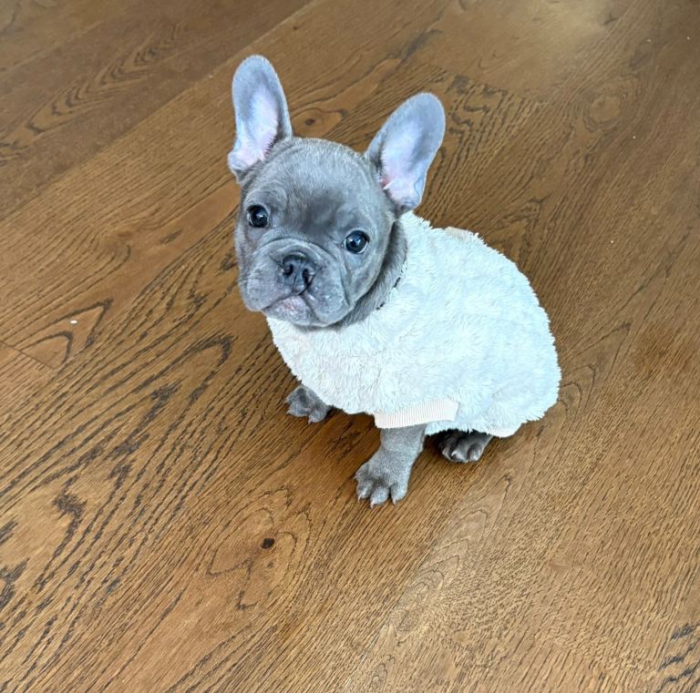 French bulldog pup