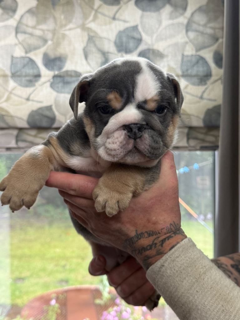 ENGLISH BULLDOG BLU TRI