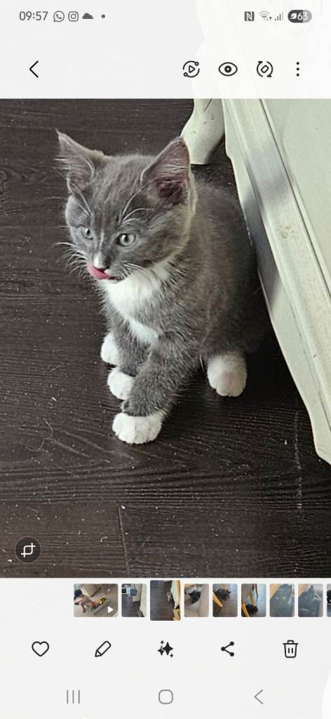 Kittens