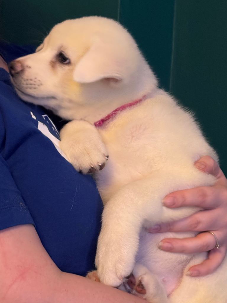 Japanese Akita puppies READY NOW!