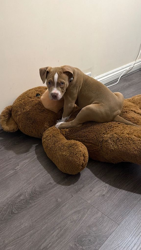 Dog American BULLY
