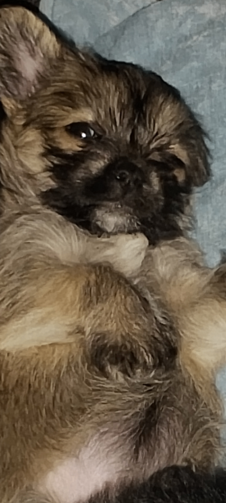 Yorkshire terrier cross chihuahua 