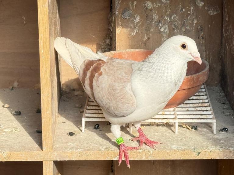 Saddle racing pigeons 