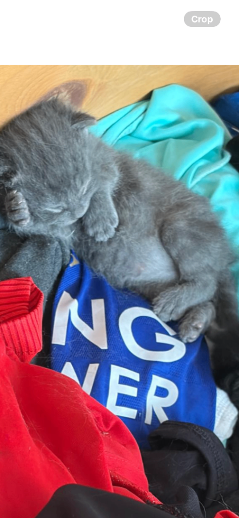 Gorgeous Blue Kitten female 9 weeks 