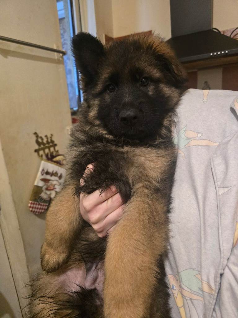 German Shepherd 