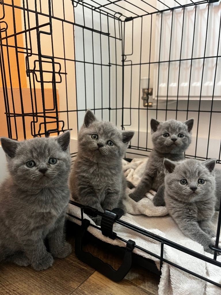 3 female 1 male British shorthair kittens for sale 