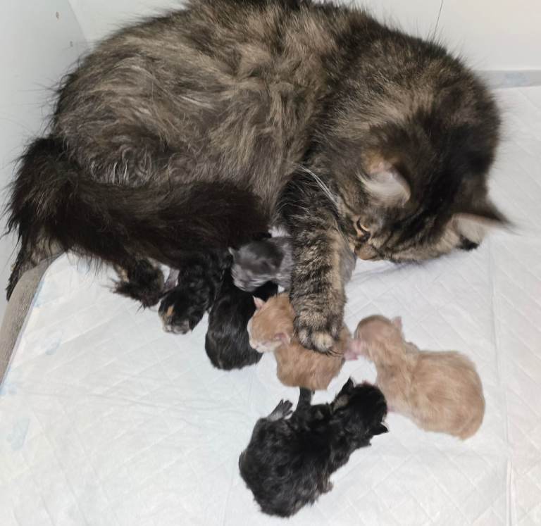 Maine Coon X British Longhair kittens