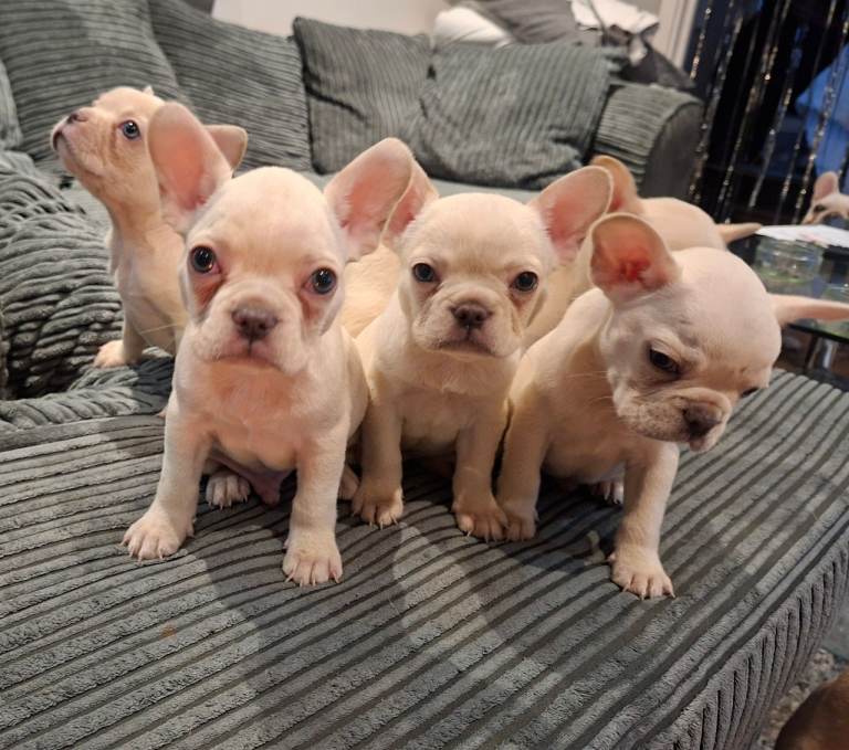 French Bulldogs 8 weeks old! All boys Ready to leave today
