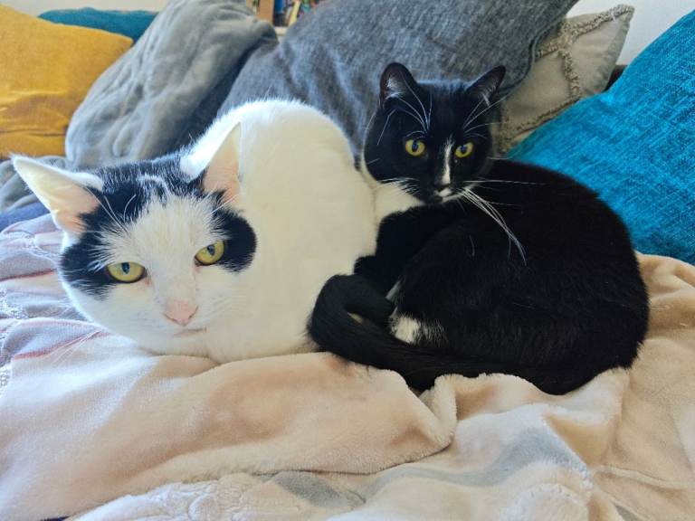 Loving indoor female cats