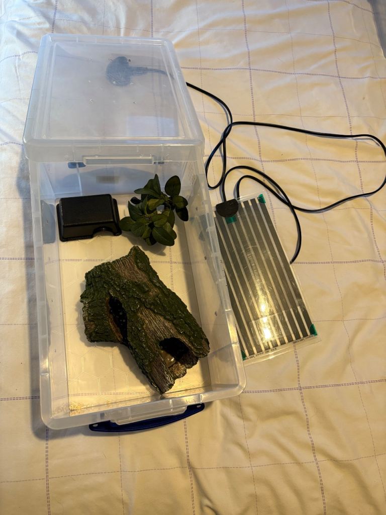 Starter set up for corn snake / ball python etc  ( reptile ) 