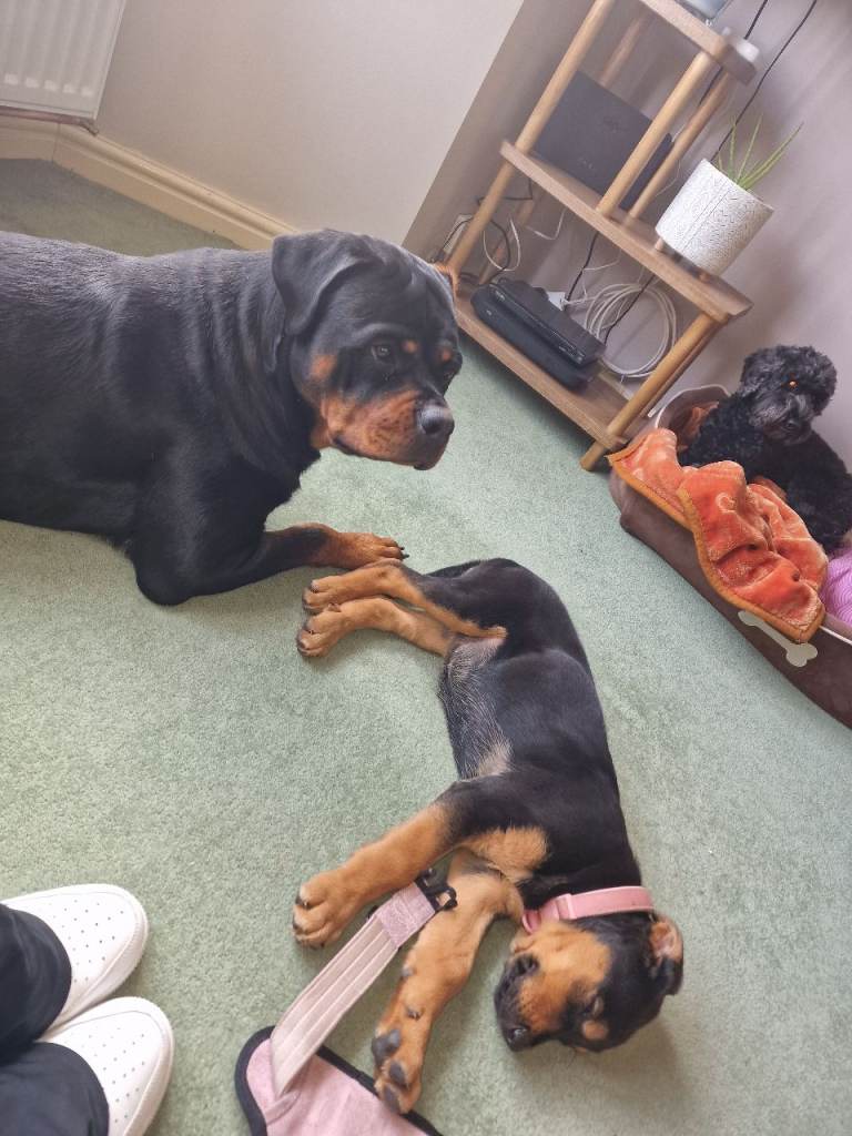 1 girl pup left. 
