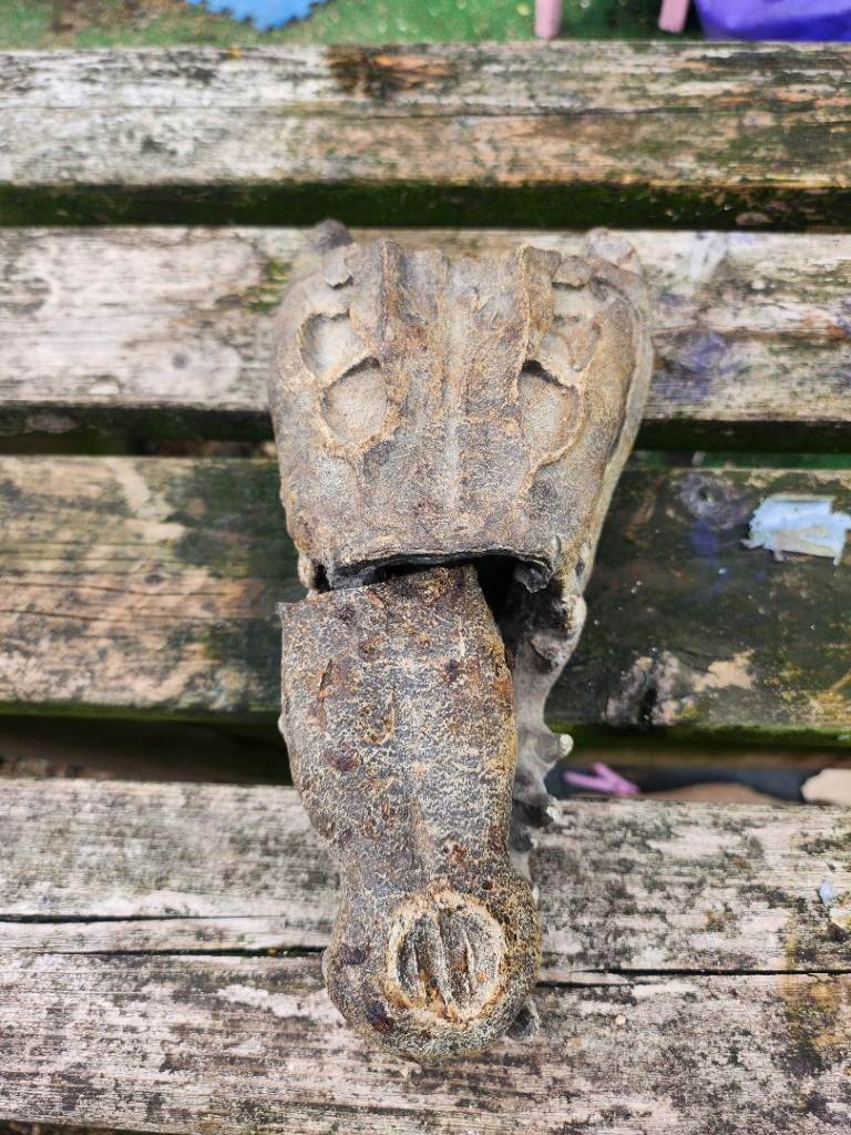 Crocodile skull