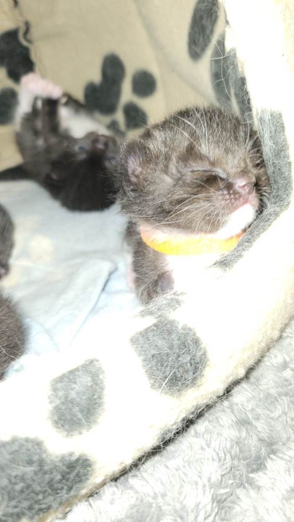 Ragdoll x tuxedo kittens