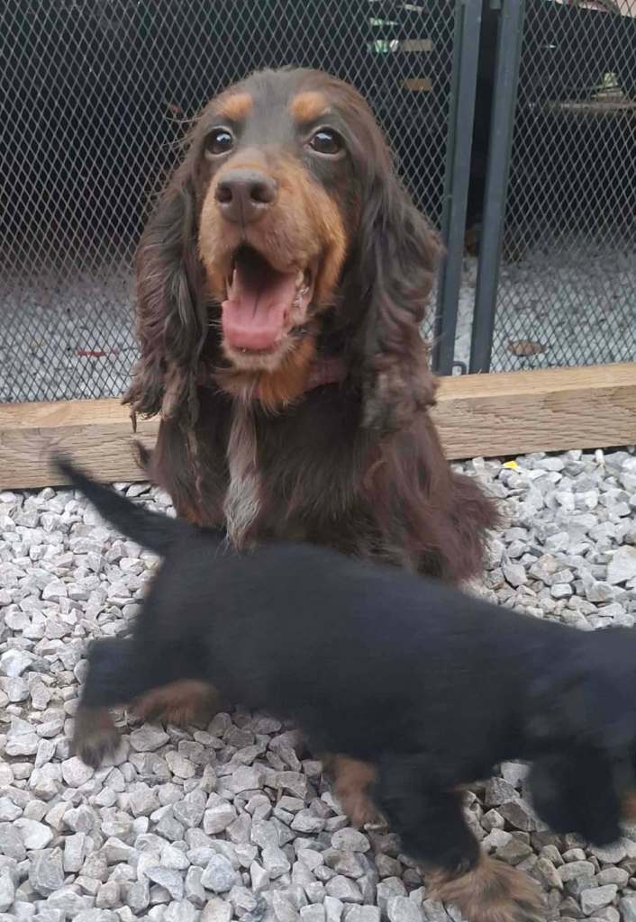 5 gorgeous cocker spaniel puppies 
