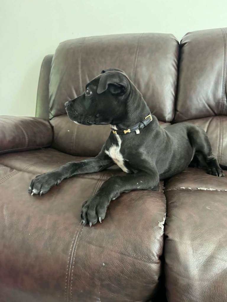 cane corso