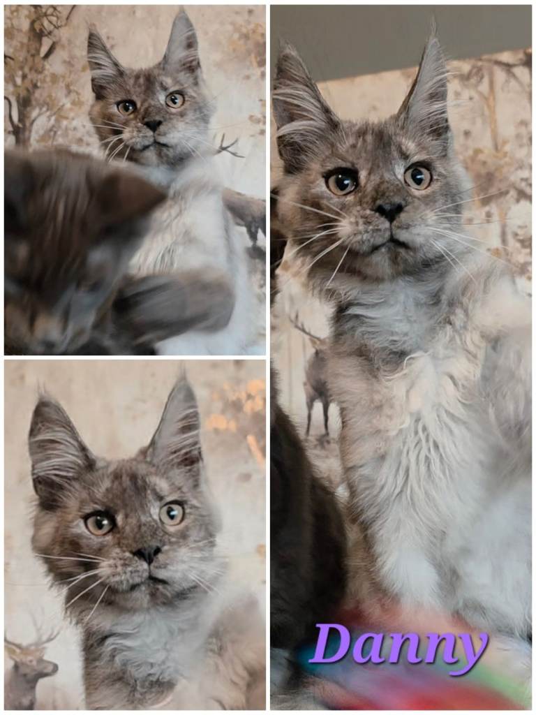 ❤️🌟❤️STUNNING MAINE COON KITTENS(GCCF REGISTERED)SUPER PEDIGREE 🌟