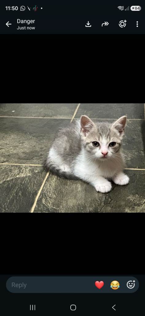 1 mate kitten and 2 female kittens for sale 
