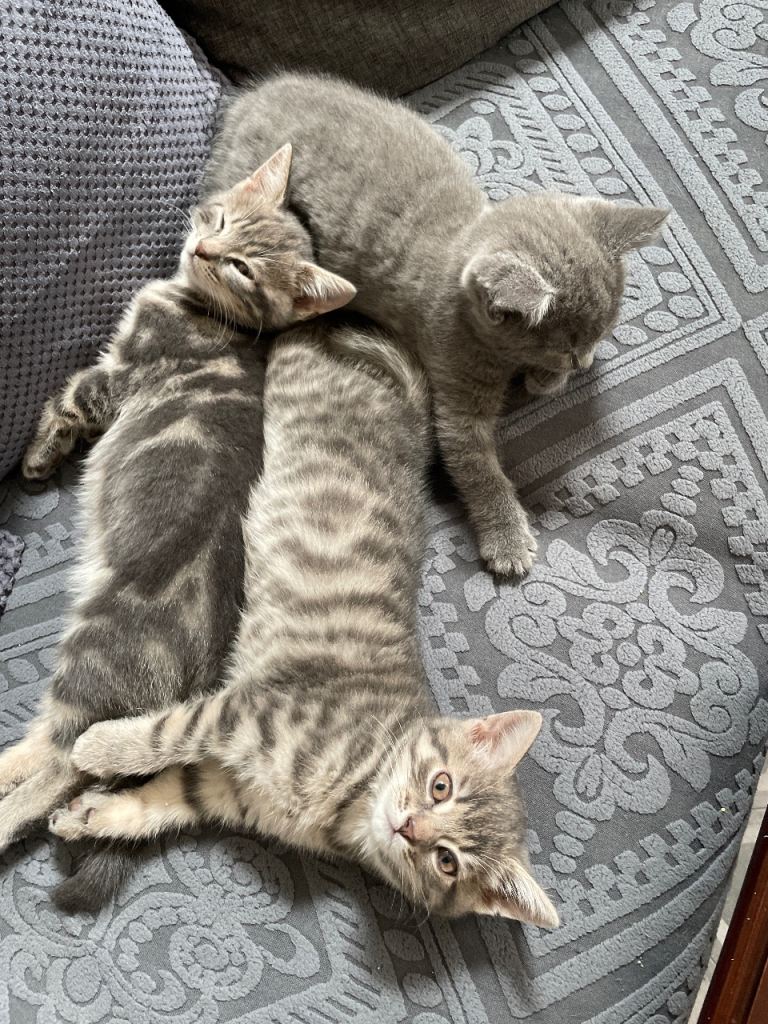 kittens in leeds for sale 