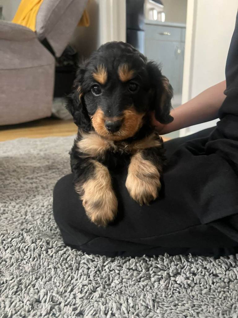 F1 cockapoo puppies