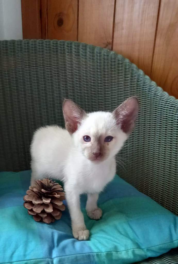 2 beautiful Siamese kittens looking for forever homes