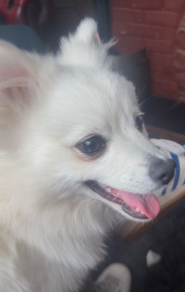 Pomeranian puppy 