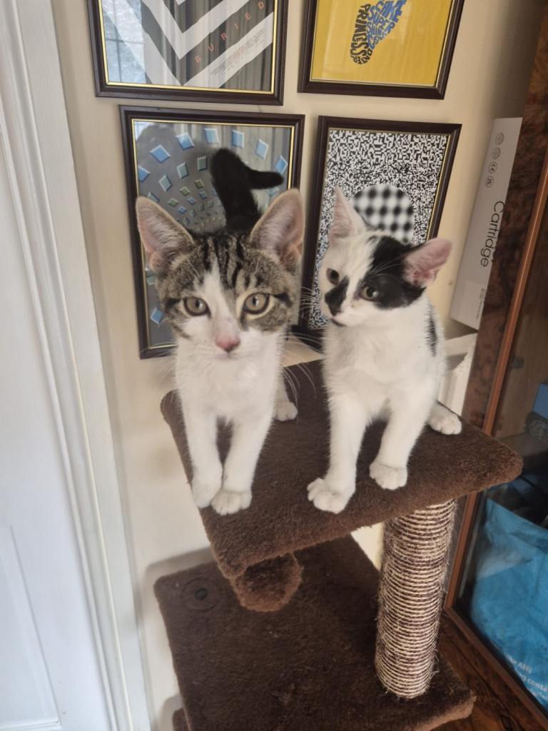 Female and male cat