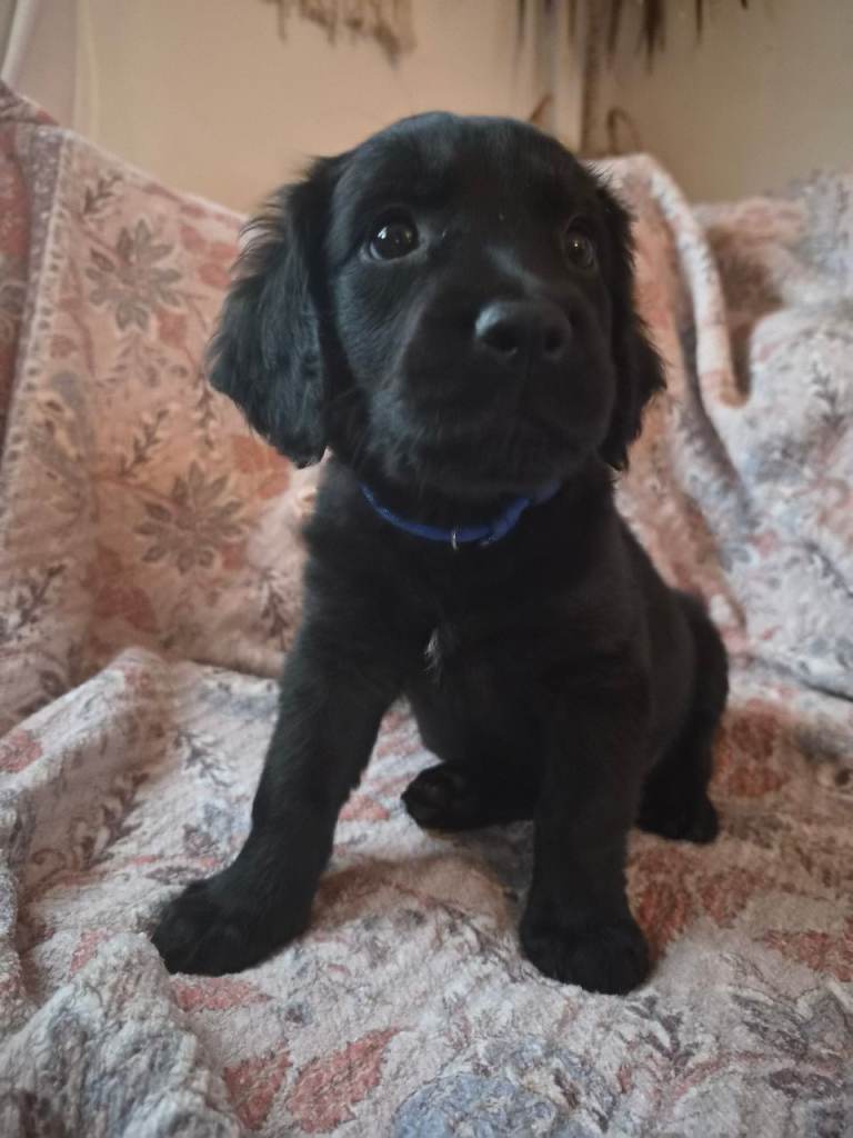 Cockerspaniel x Rottweiler Puppies