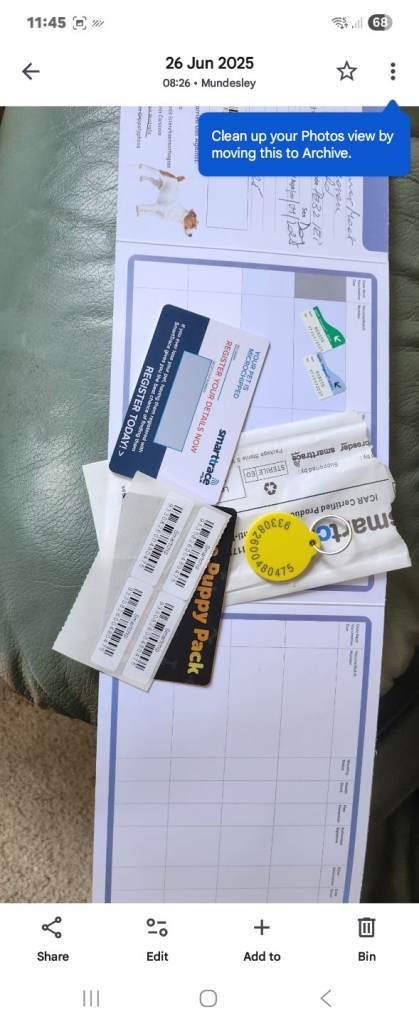 Scooby is a 10 month old labrador cross boxer. | in Mundesley, Norfolk ...