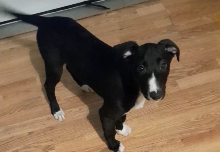 Lurcher pups for sale