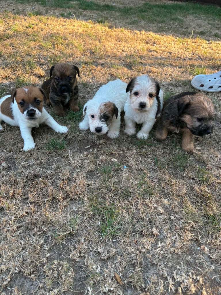 miniature jack russell puppies