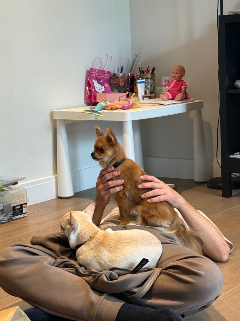 Pomeranian female 18 months for sale in London 