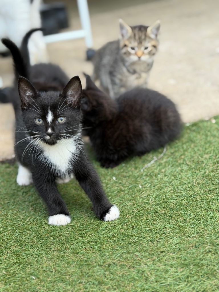 2 months old kitten
