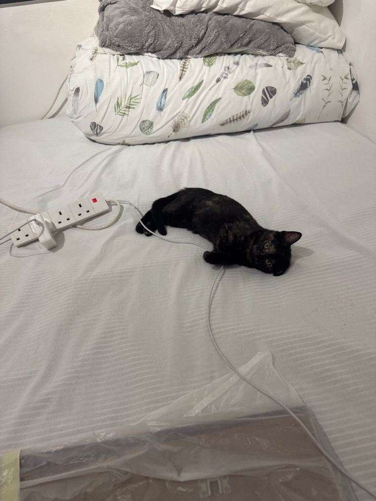 Tortoiseshell (Tortie) Cat