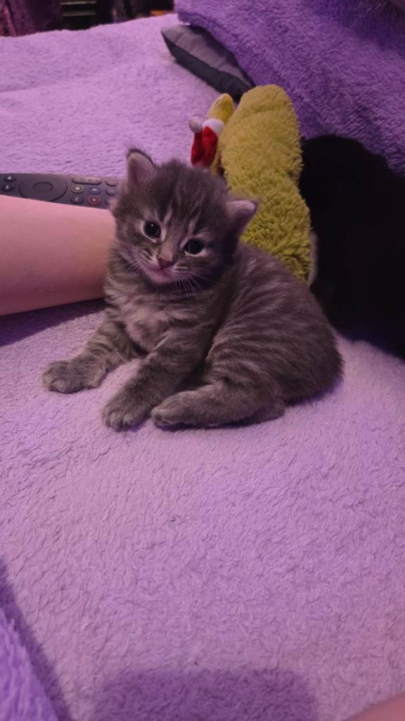 Beautiful male kitten for sale