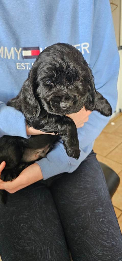 Cocker spaniel puppies 