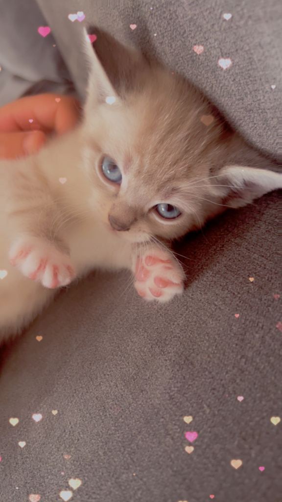 Kitten 8 weeks ready to go 