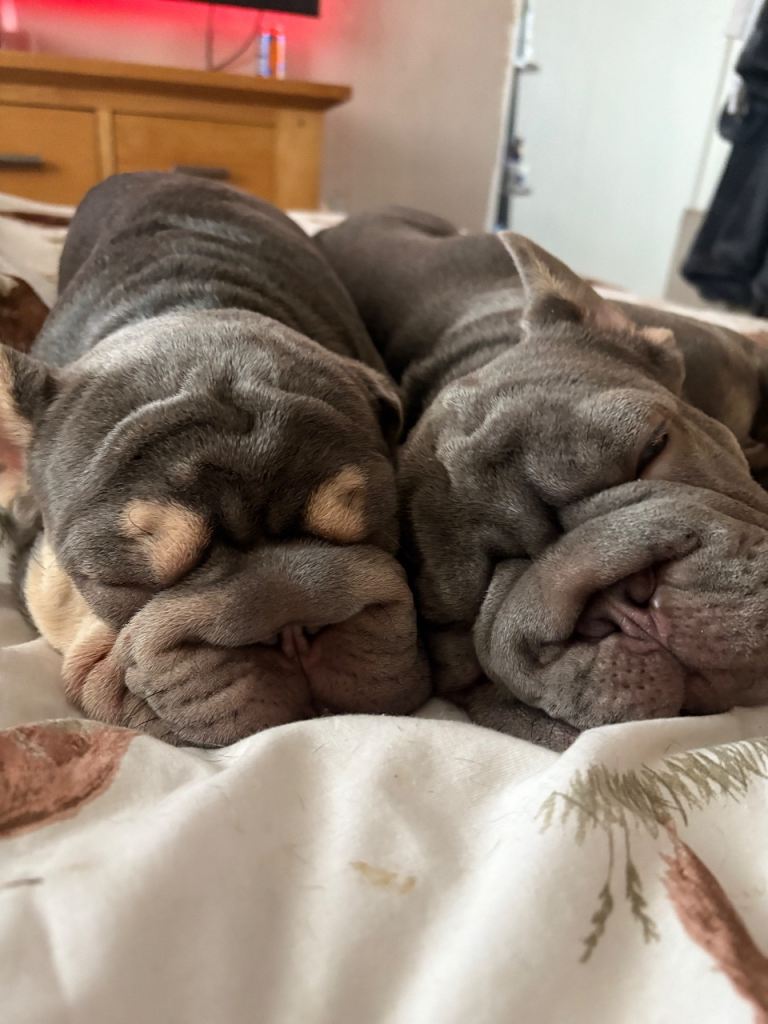 7 month old frenchie puppy 