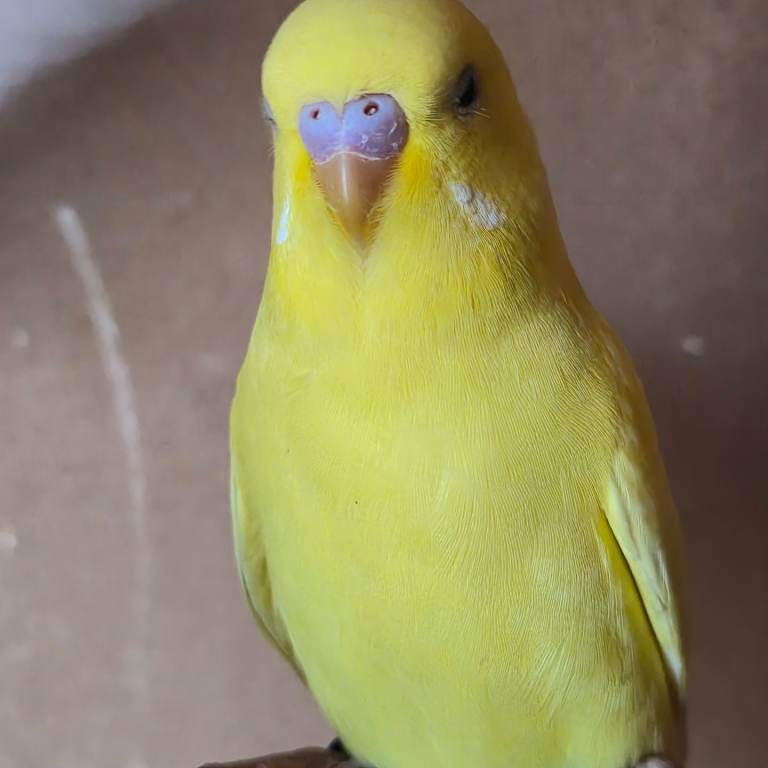 Baby budgies, 