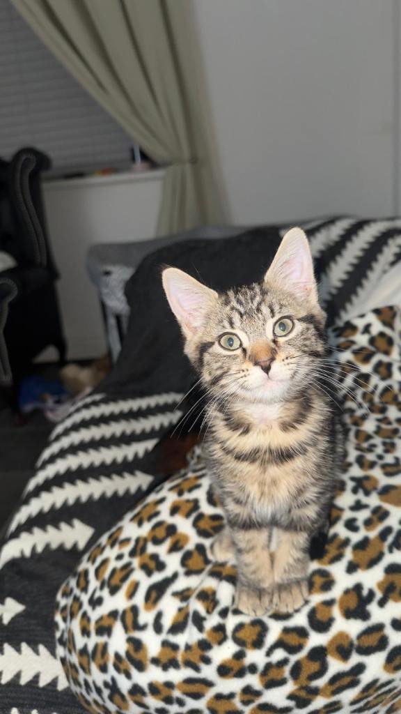 Lovely male mixed tabby kitten £150
