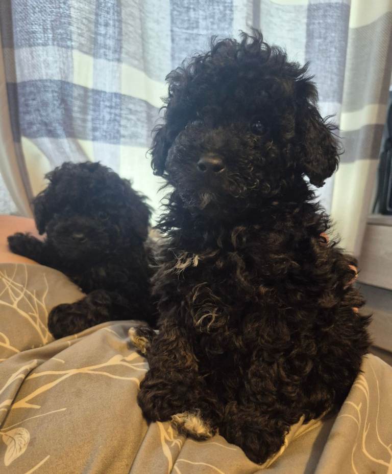 Miniture Poodle Puppies