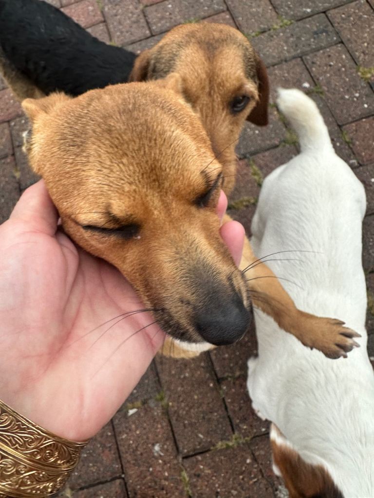 Cross between Chihuahua and Jack Russell