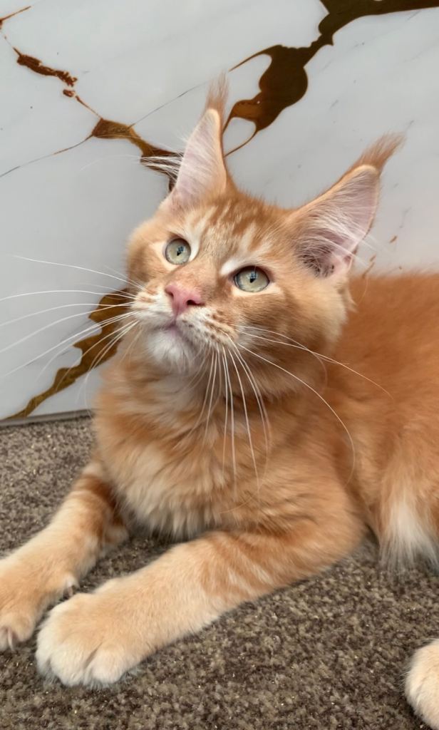 Purebred Maine Coon Red male kitten