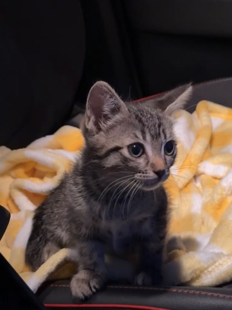 Female tabby kitten 