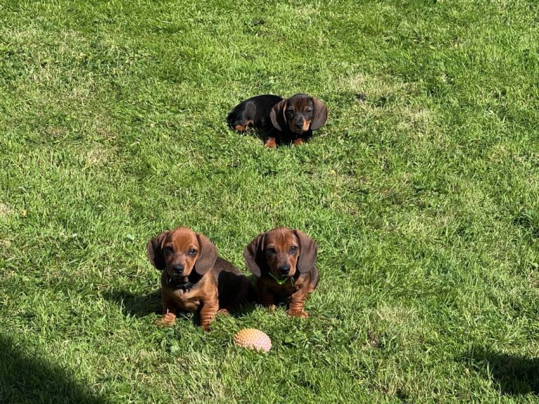 Last 3 Dachshund Puppies