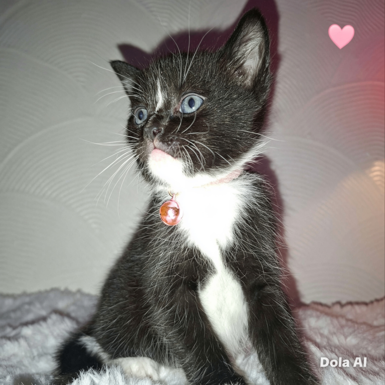Beautiful Female Kitten 