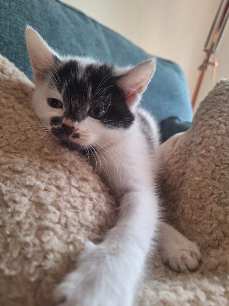 Kitten - Girl