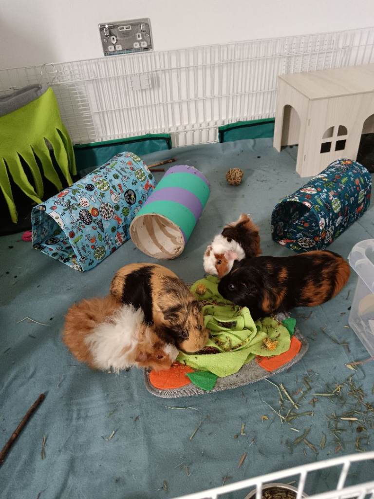 Four guinea pigs female