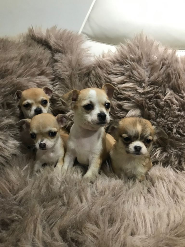 Chihuahua puppies 