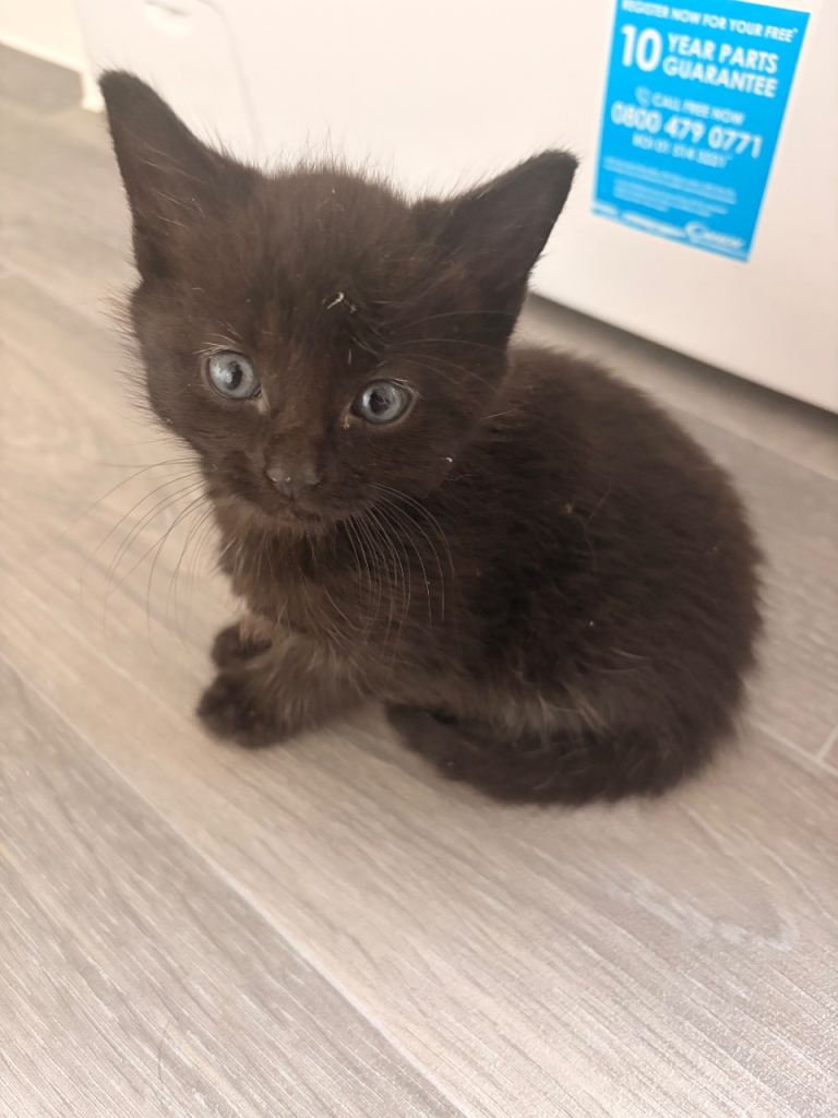 Two beautiful female kittens left 